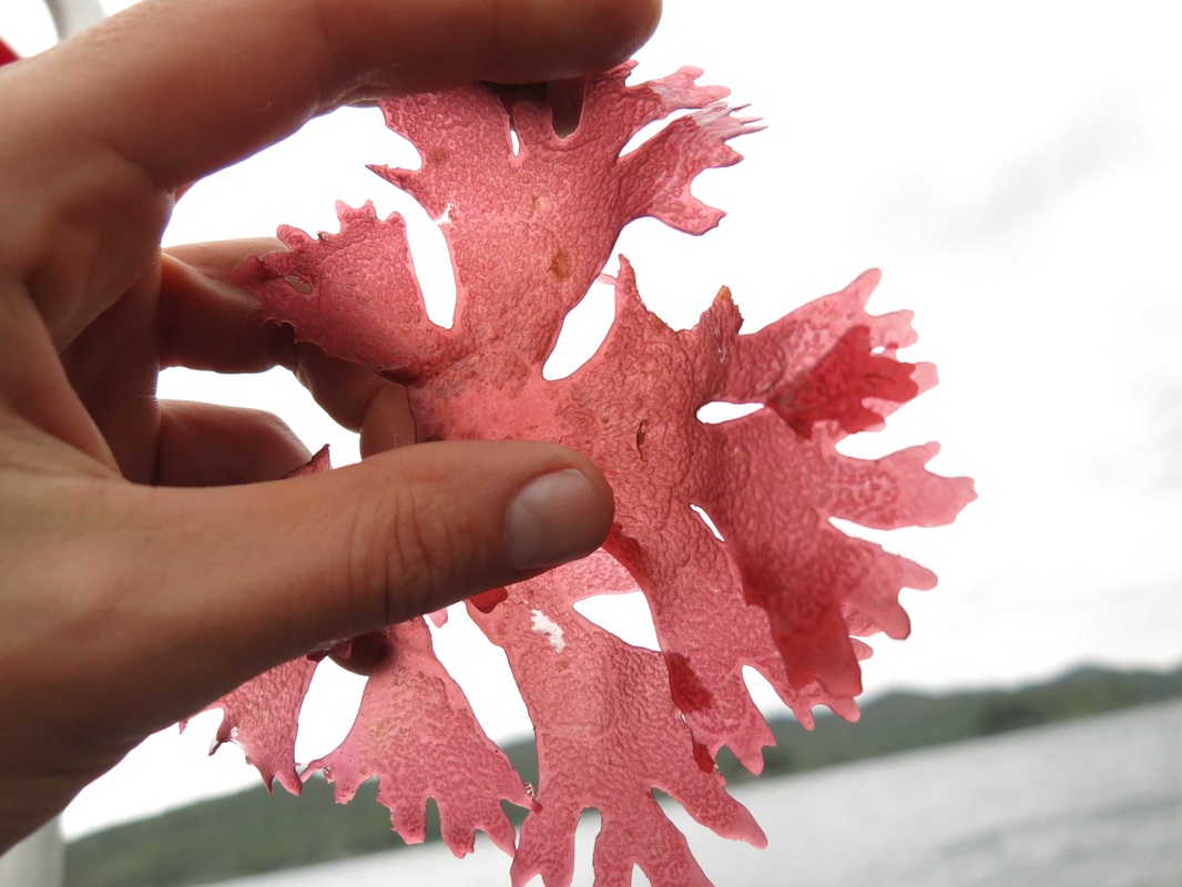 Arched red seaweed (Fryeella gardneri)