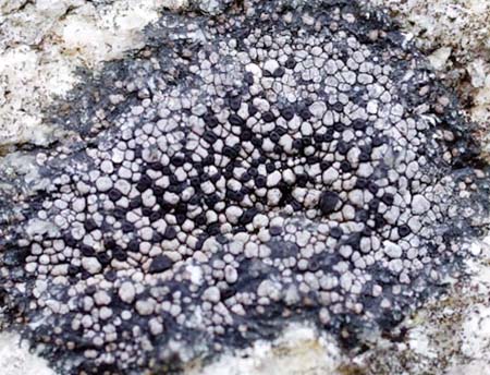 Map lichen (Rhizocarpon geminatum)