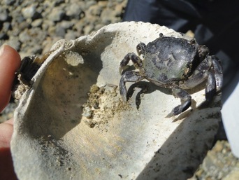 Purple shore crab (Hemigrapsus nudus)