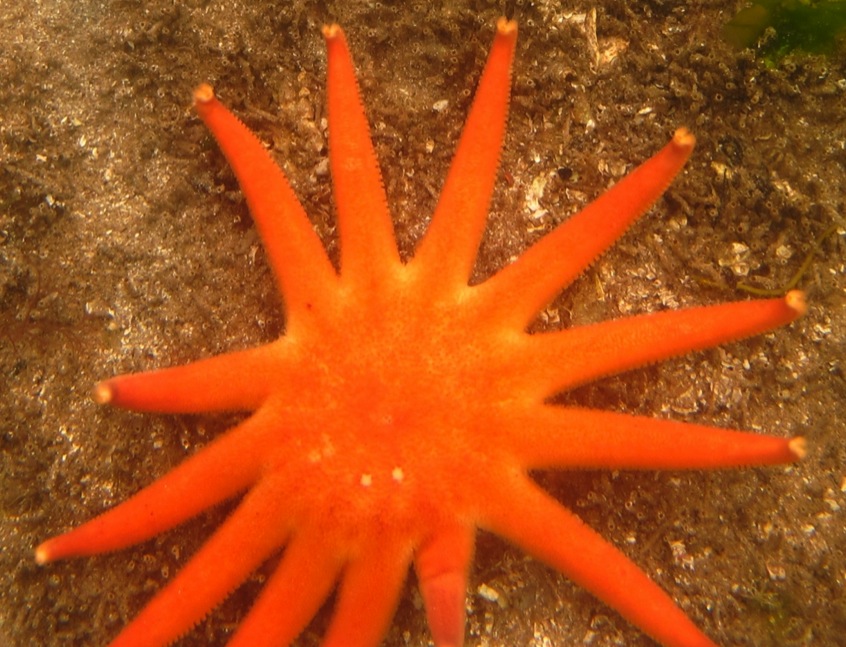 Morning sunstar  (Solaster dawsoni)