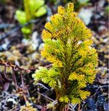 Ground-pine (Lycopodium dendroideum)