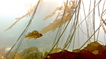 Quillback rockfish (Sebastes maliger)
