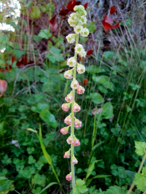 Fringecup  (Tellima grandiflora)