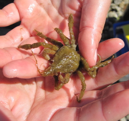 Slender decorator crab (Oregonia gracilis)