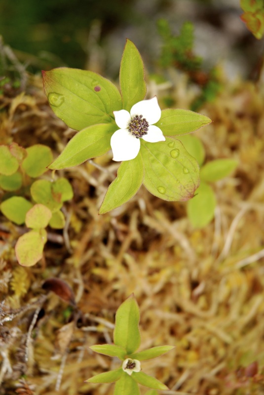 Bunchberry  (Cornus canadensis)
