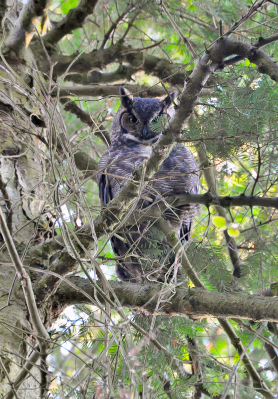 Great horned owl (Bubo virginianus)