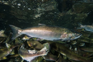 Coho salmon (Oncorhynchus kisutch)