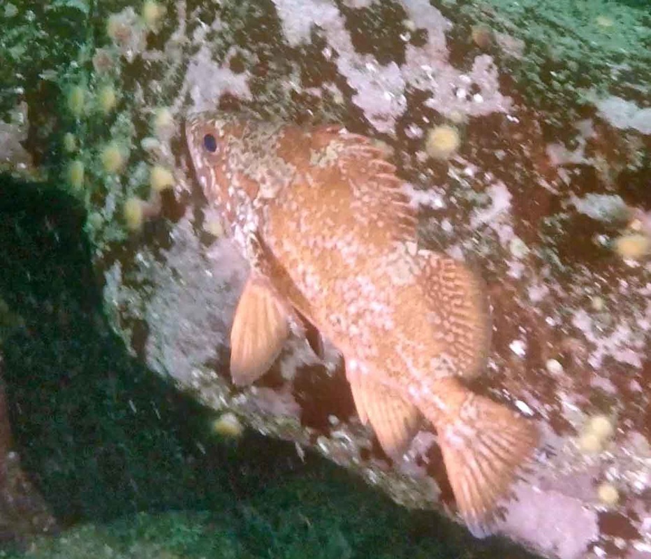 Vermilion rockfish (Sebastes miniatus)