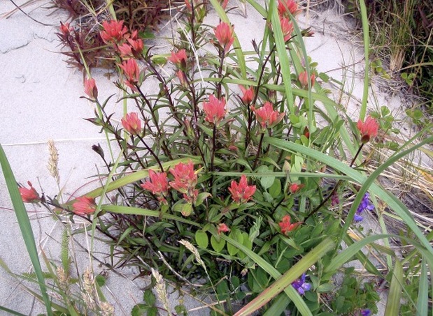 Common red paintbrush  (Castilleja miniata)