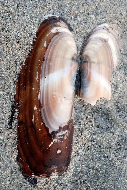 Pacific razor-clam (Siliqua patula)