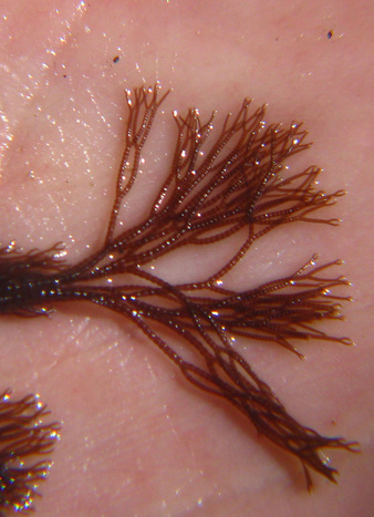 Hairy pottery seaweed (Ceramium pacificum)