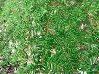 Western hemlock (Tsuga heterophylla)