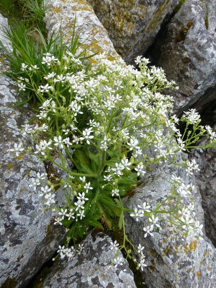 Alaska saxifrage (Saxifraga ferruginea)