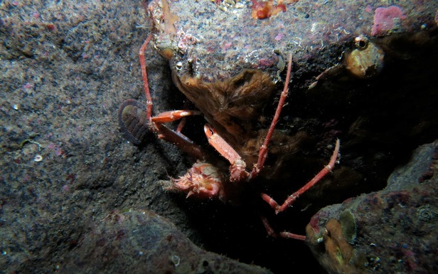 Longhorn decorator crab (Chorilia longipes)