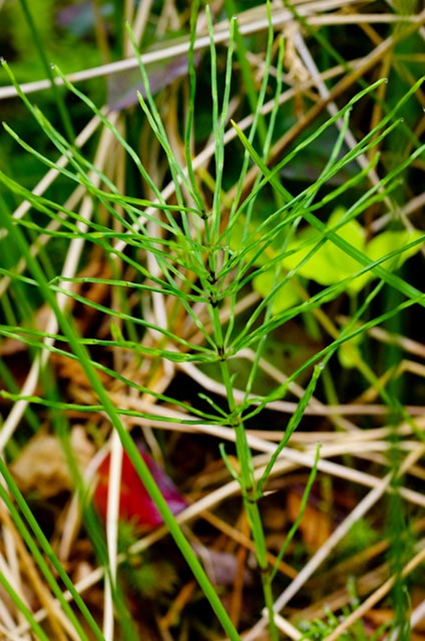 Common horsetail, field horsetail (Equisetum arvense)