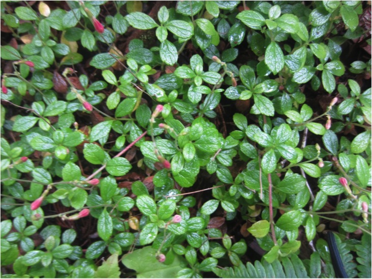 Twinflower  (Linnaea borealis)