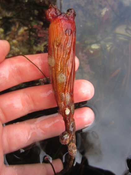 Monterey stalked tunicate (Styela montereyensis)