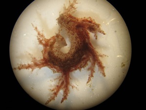 Bushy-backed nudibranch (Dendronotus venustus, Dendronotus frondosus)