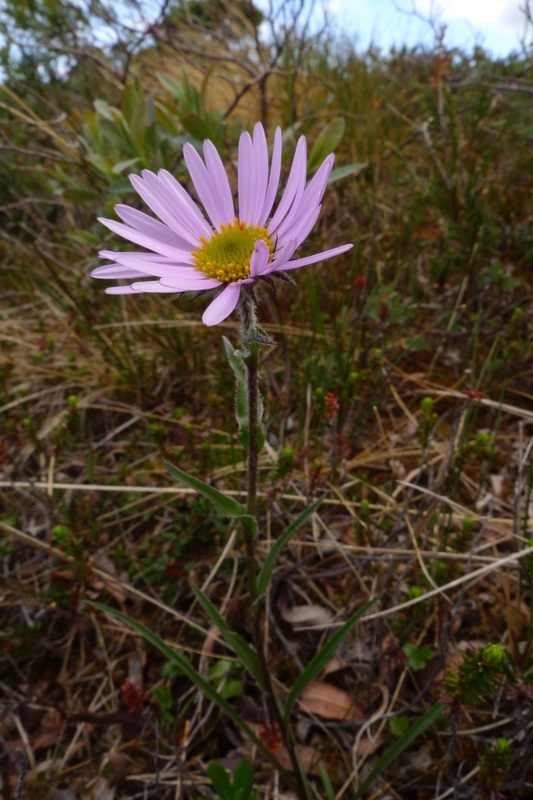 Subalpine daisy (Erigeron peregrinus)