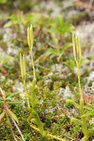 Running clubmoss (Lycopodium clavatum)