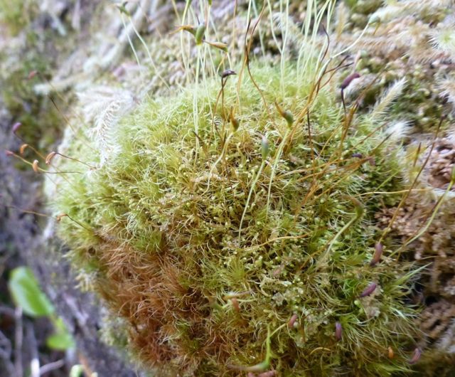 Dusky fork moss (Dicranum fuscescens)