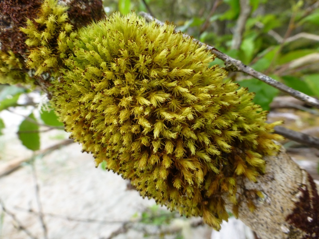 Frizzled pincushion (Ulota phyllantha)