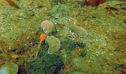 Orange sea pen (Ptilosarcus gurneyi)