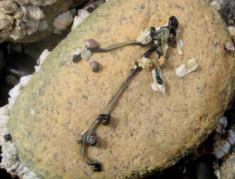 Green ribbon worm (Emplectonema gracile)