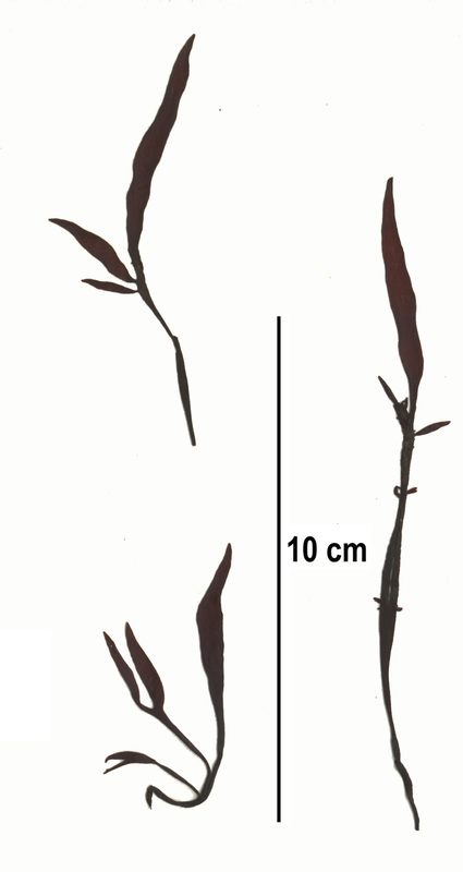 Bleachweed, broad iodine seaweed, Prionitis sternbergii