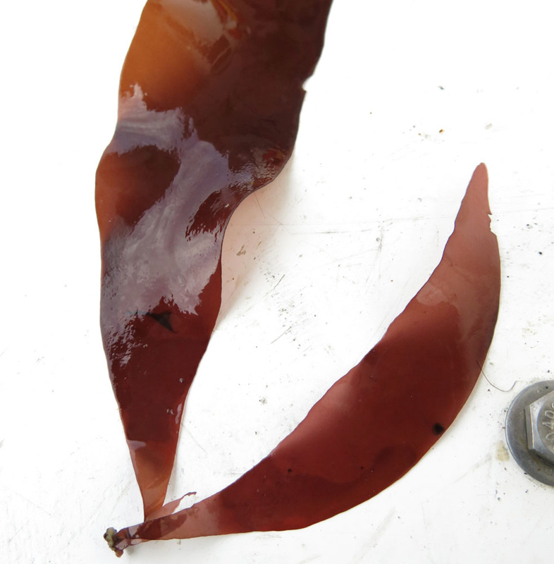 Stiff red ribbon (Palmaria hecatensis)