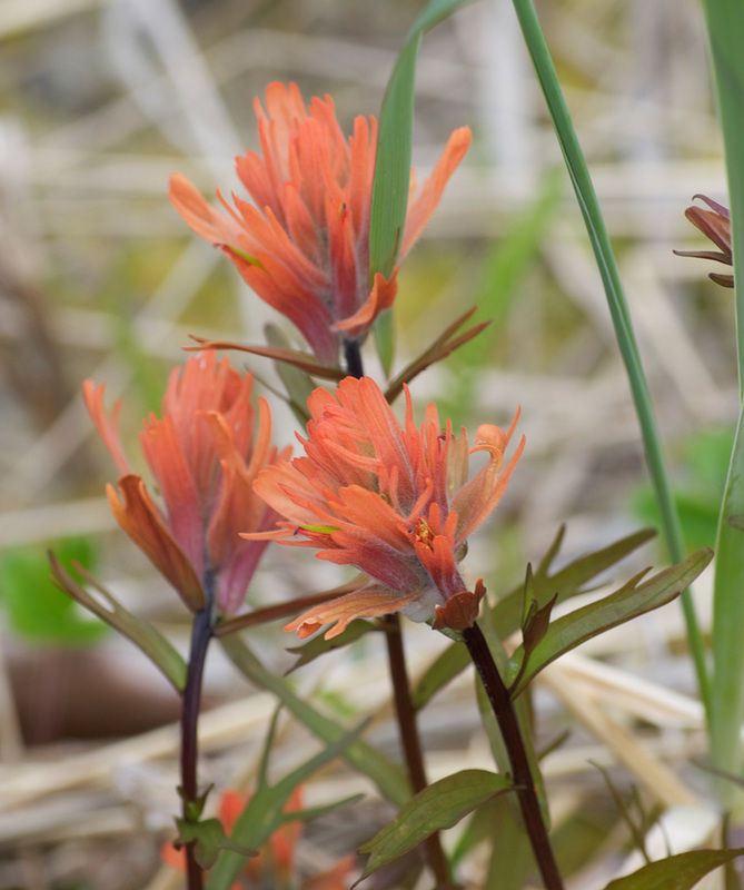 Common red paintbrush  (Castilleja miniata)