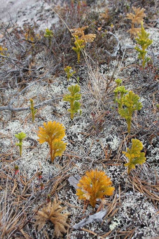 Ground-pine (Lycopodium dendroideum)