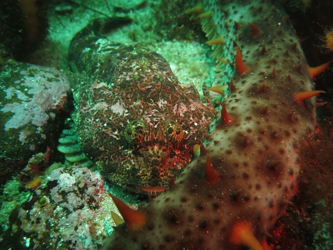 Buffalo sculpin (Enophrys bison)