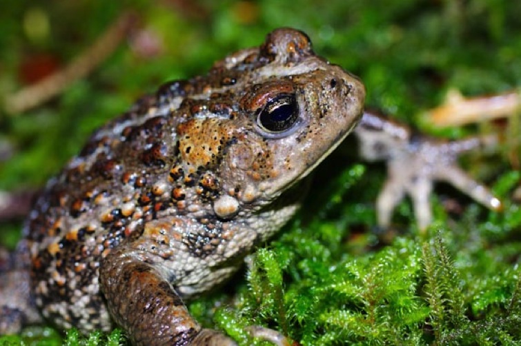 Western toad (Anaxyrus boreas)