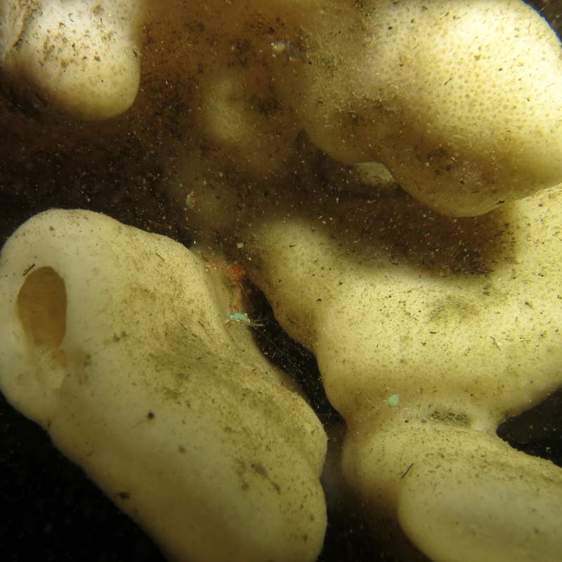 Sponge eualid (Eualus butleri)