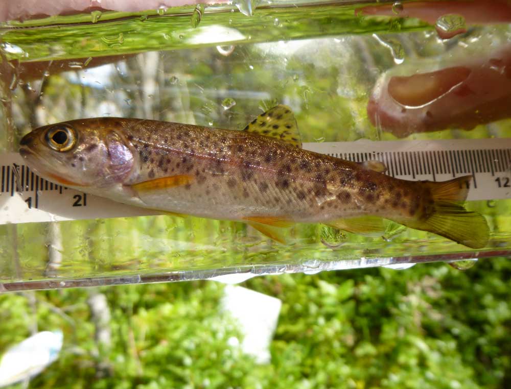 Cutthroat trout (Oncorhynchus clarkii clarkii)