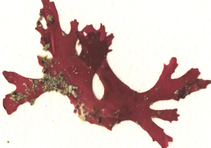Red sea fan (Callophyllis heanophylla)