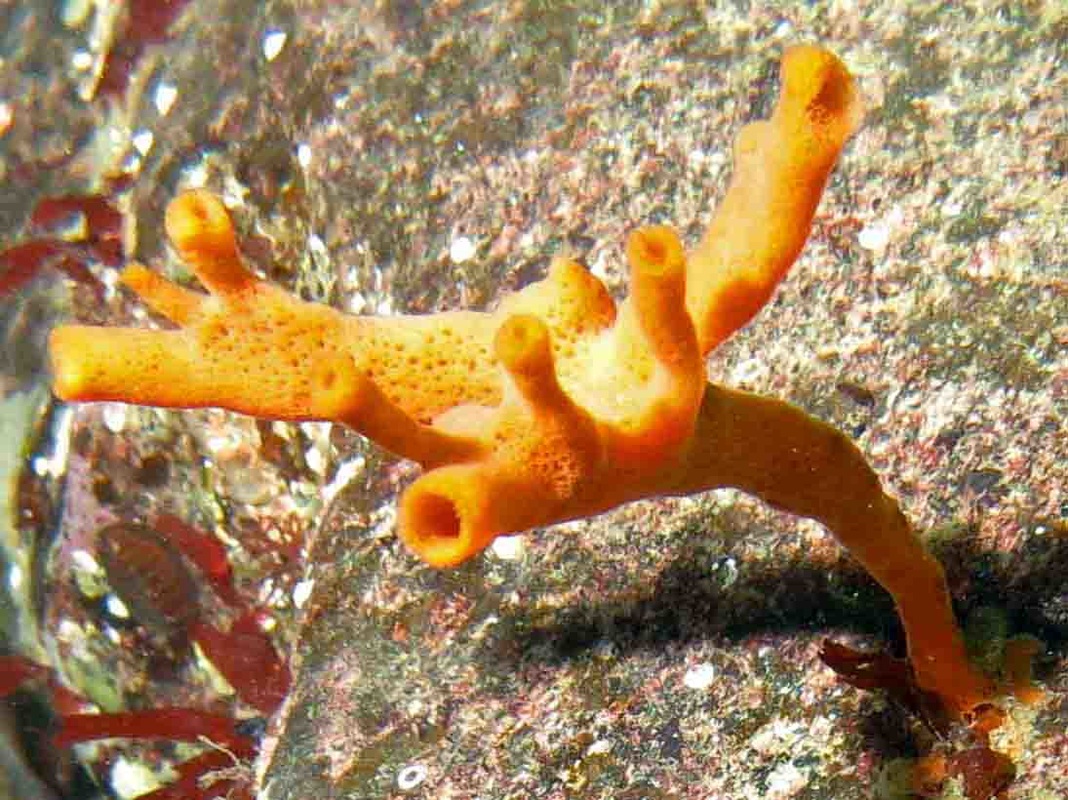 Orange finger sponge (Neoesperiopsis rigidus, Isodictya rigida, Amphilectus rigida)