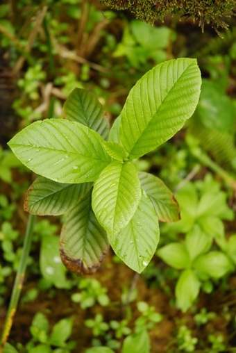 Cascara (Rhamnus purshiana)