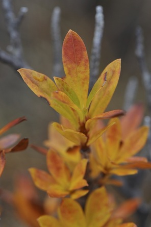 Copperbush (Elliottia pyroliflora)