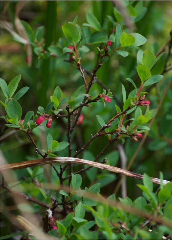Bog blueberry (Vaccinium uliginosum)