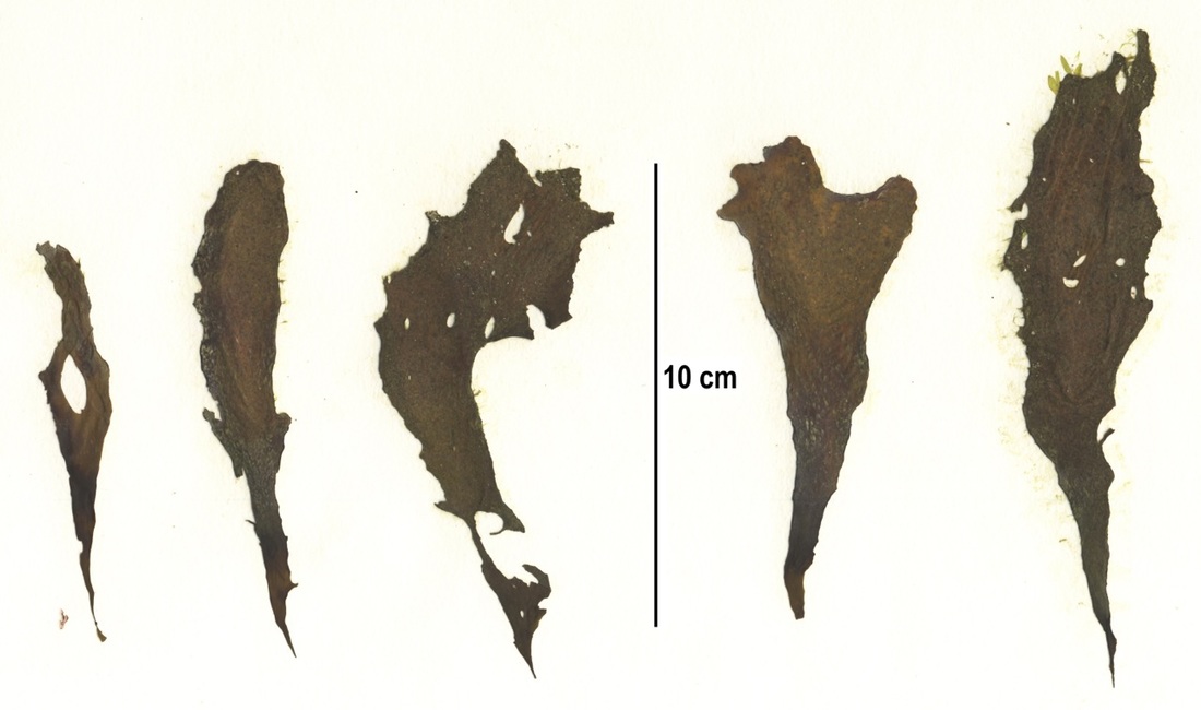 Sand-scoured false kelp (Phaeostrophion irregulare)