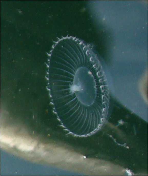 Water jellies (Aequorea spp.)
