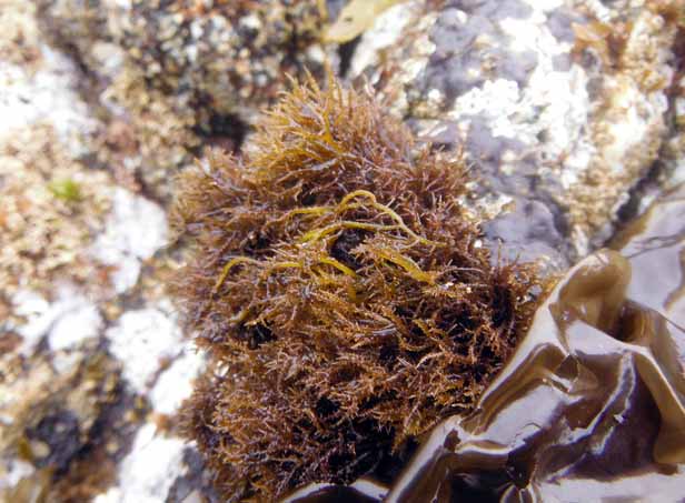 Sea moss (Endocladia muricata)