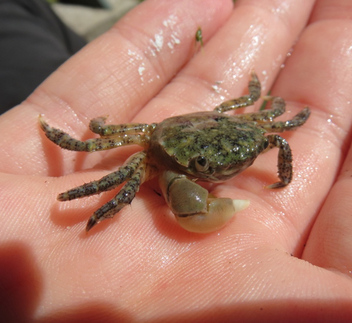Hairy shore crab (Hemigrapsus oregonensis)