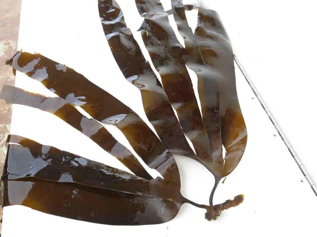 Suction-cup kelp (Laminaria yezoensis)