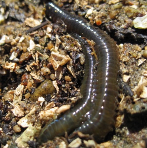 Clam worm • Nereis vexillosa - Biodiversity of the Central Coast