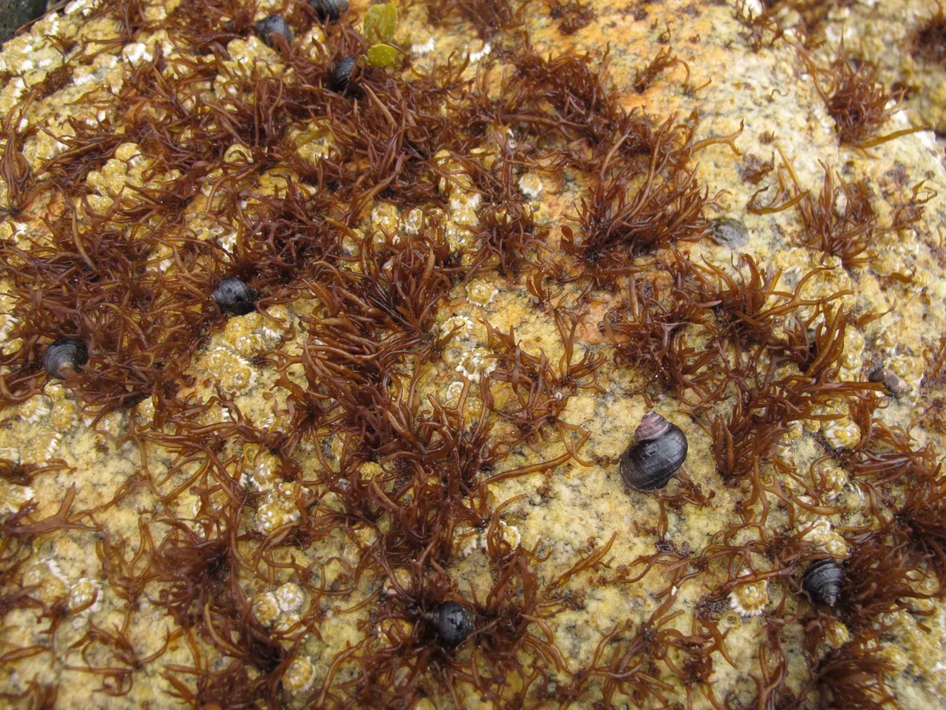 Jelly moss (Gloiopeltis furcata)
