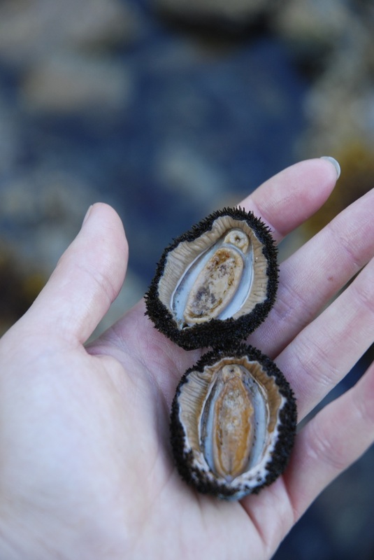 Mossy chiton (Mopalia muscosa)