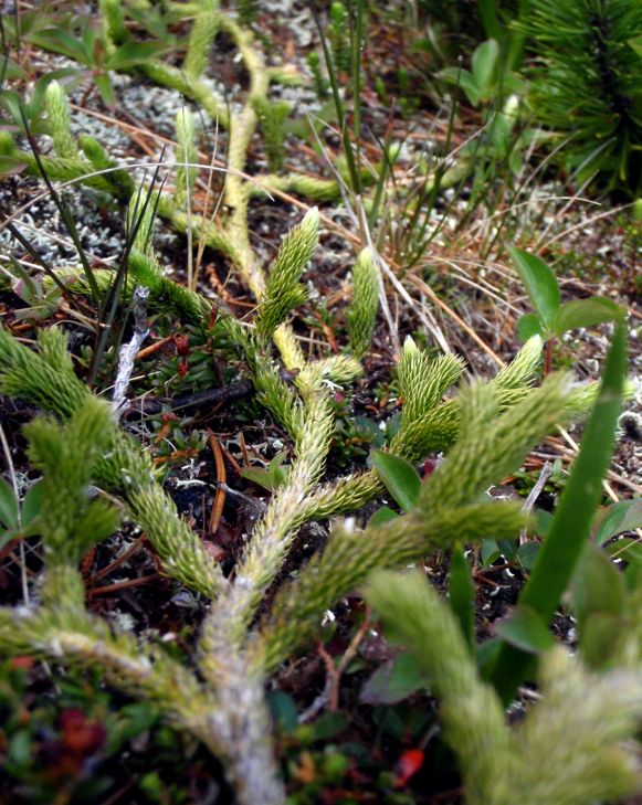 Running clubmoss (Lycopodium clavatum)